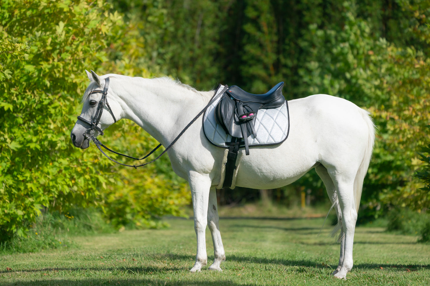 Silver Glitter Saddle Pads - Jump, GP, and Dressage cuts