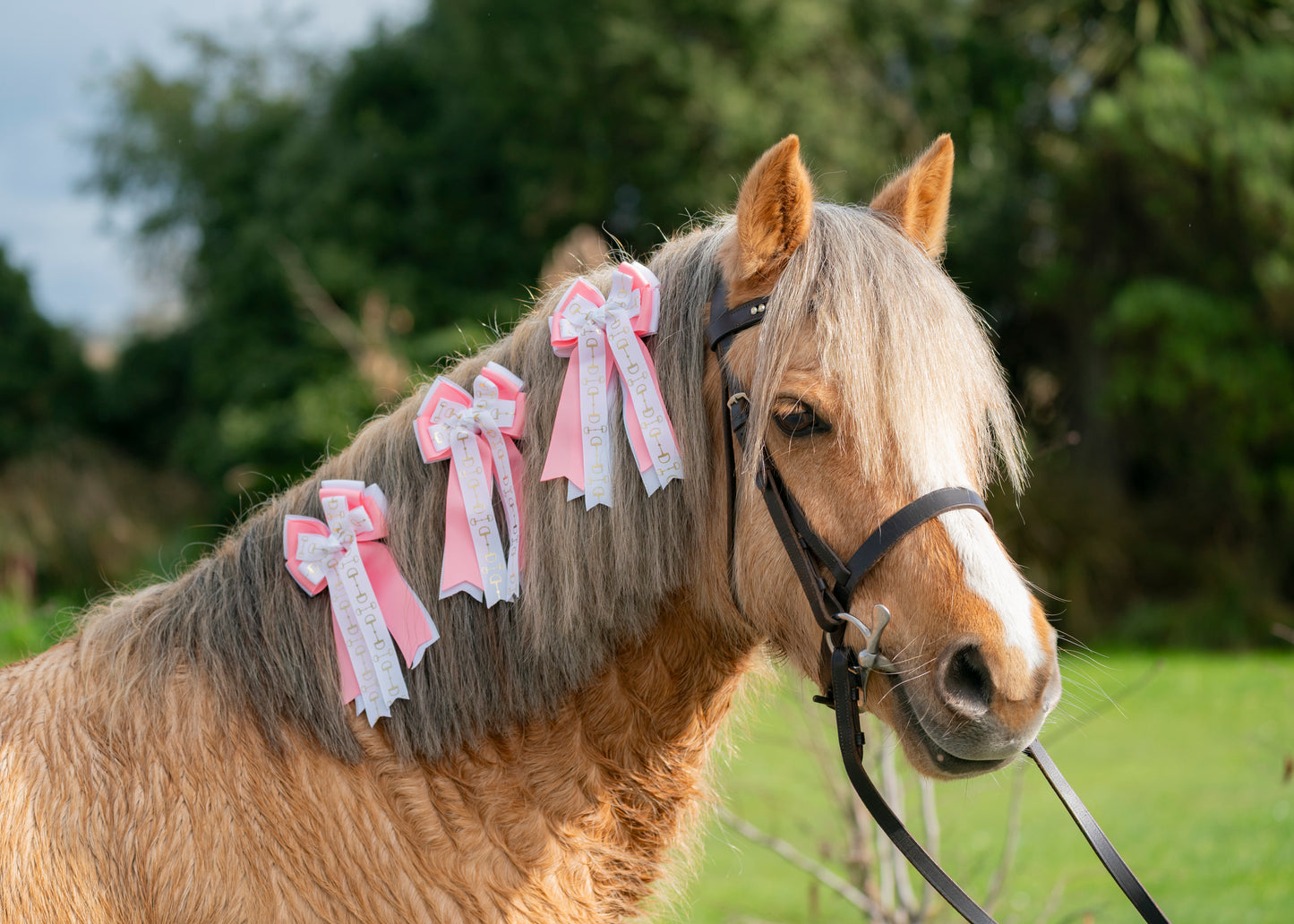 Equestrian Bows
