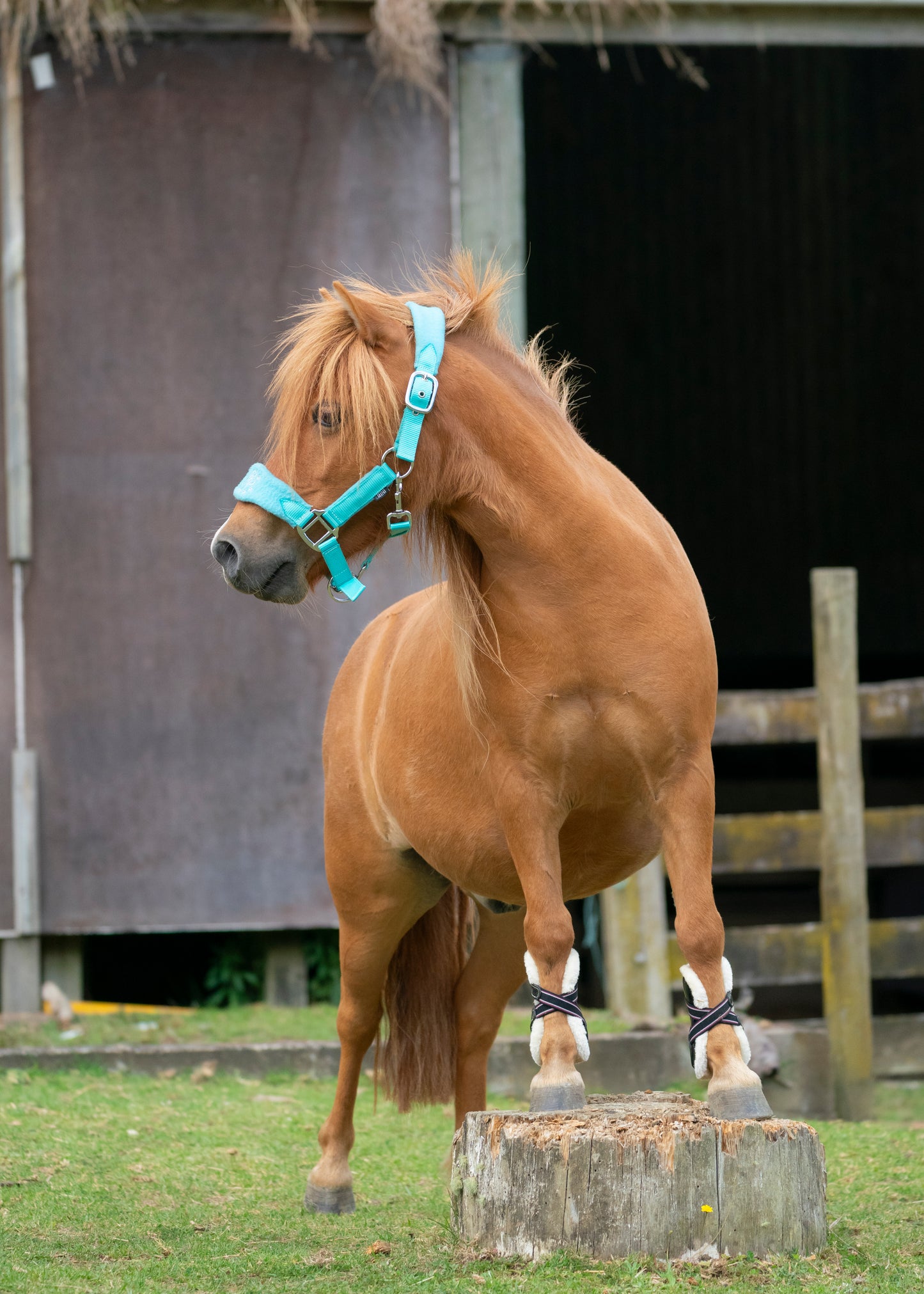 Signature Fleece Halters