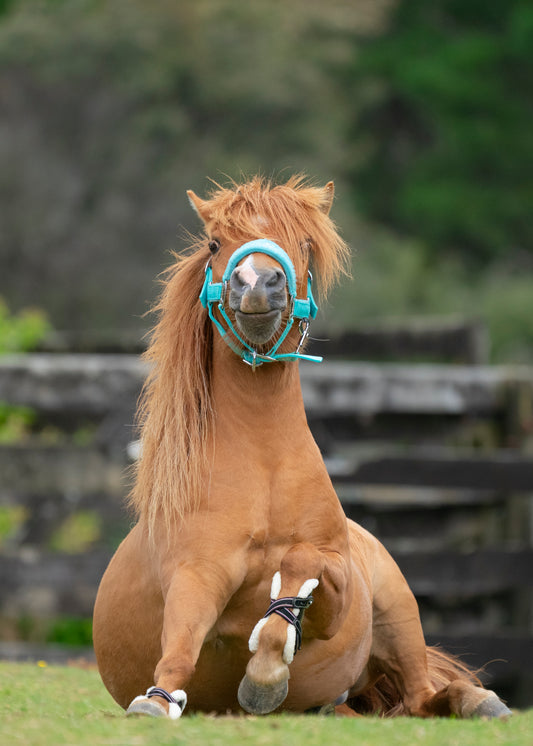 Signature Fleece Halters