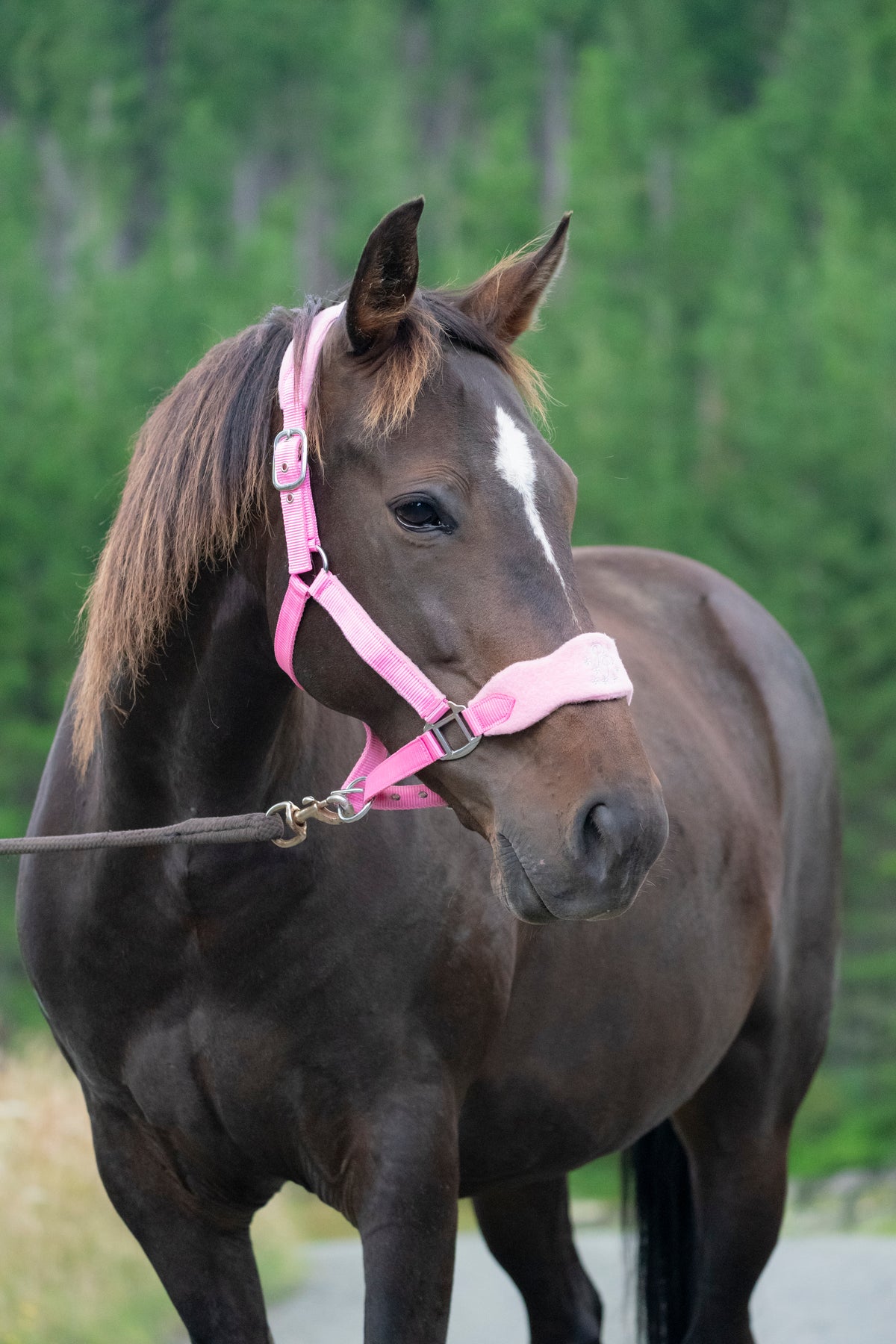 Signature Fleece Halters