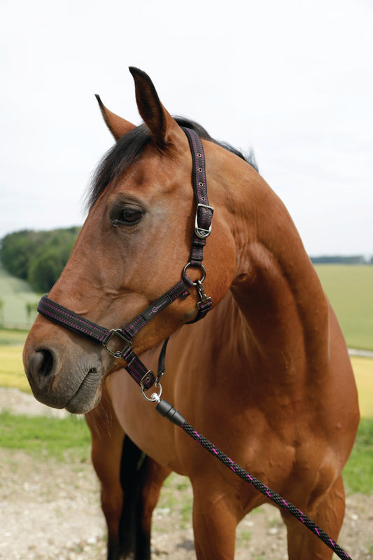 GoLeyGo Black/Pink Halter and Lead Set