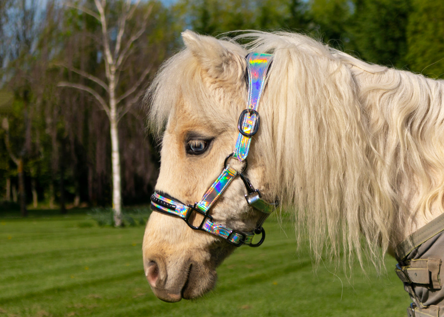 Holographic Halter
