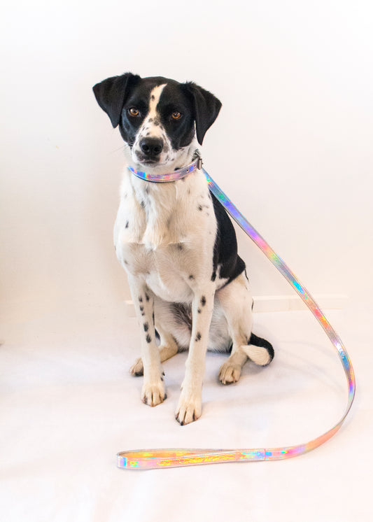 Dog Leads
