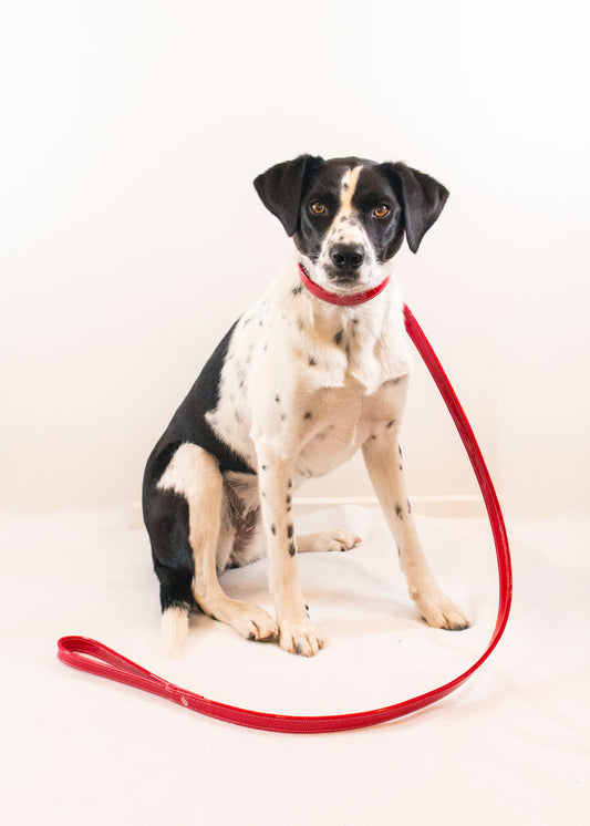 Dog Leads