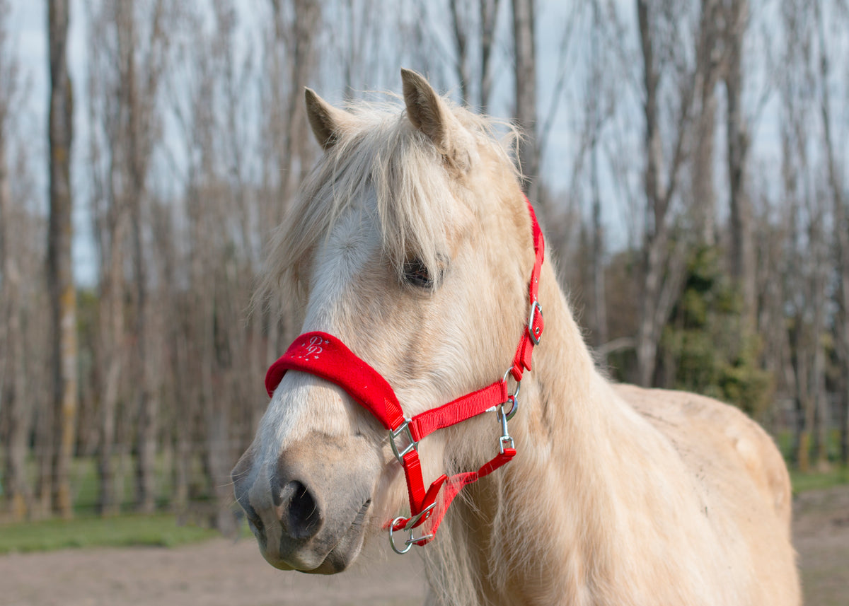 Signature Fleece Halters