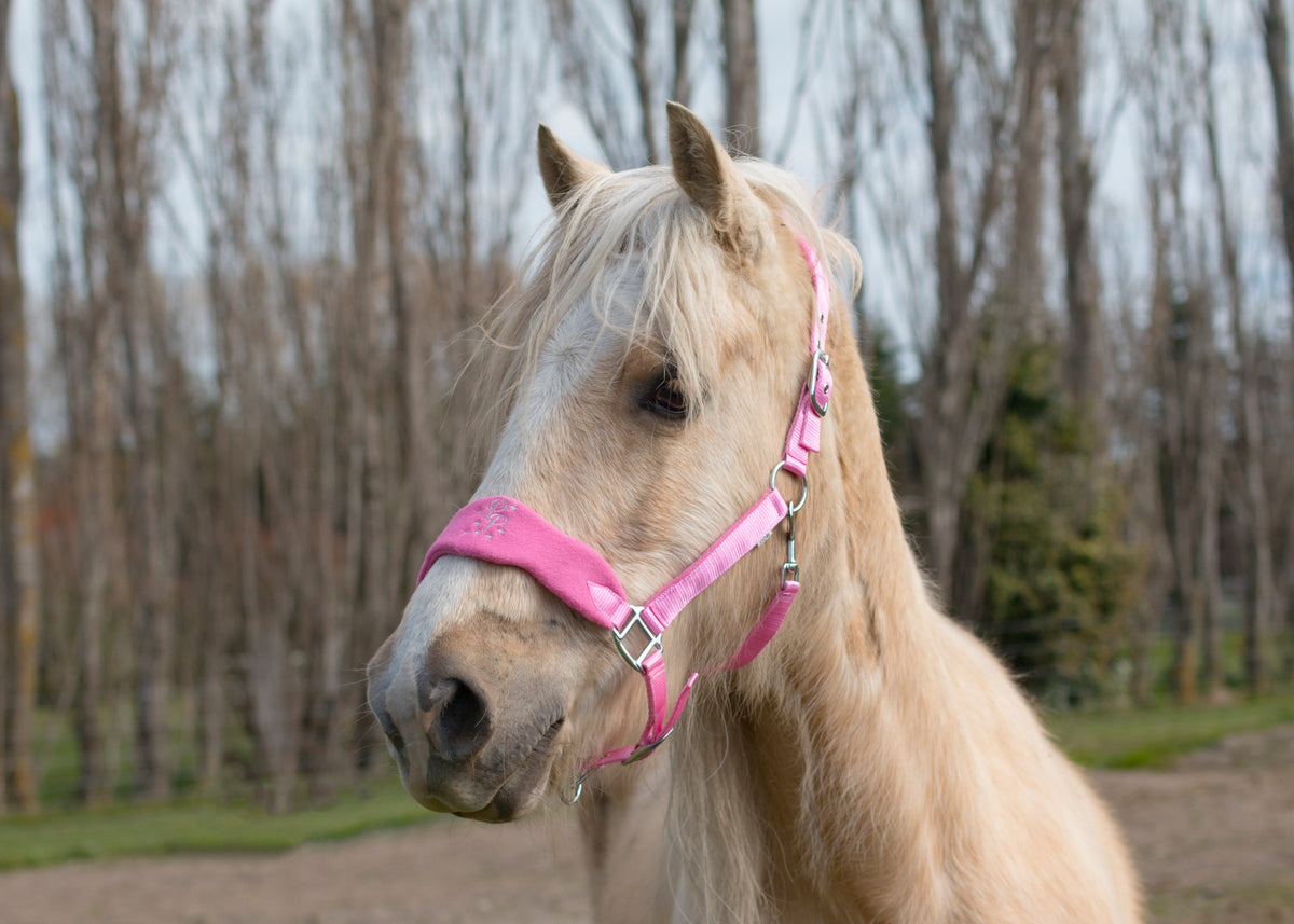 Signature Fleece Halters