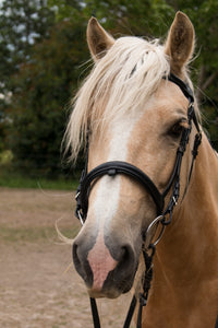 Bridles, Breastplates, and Reins
