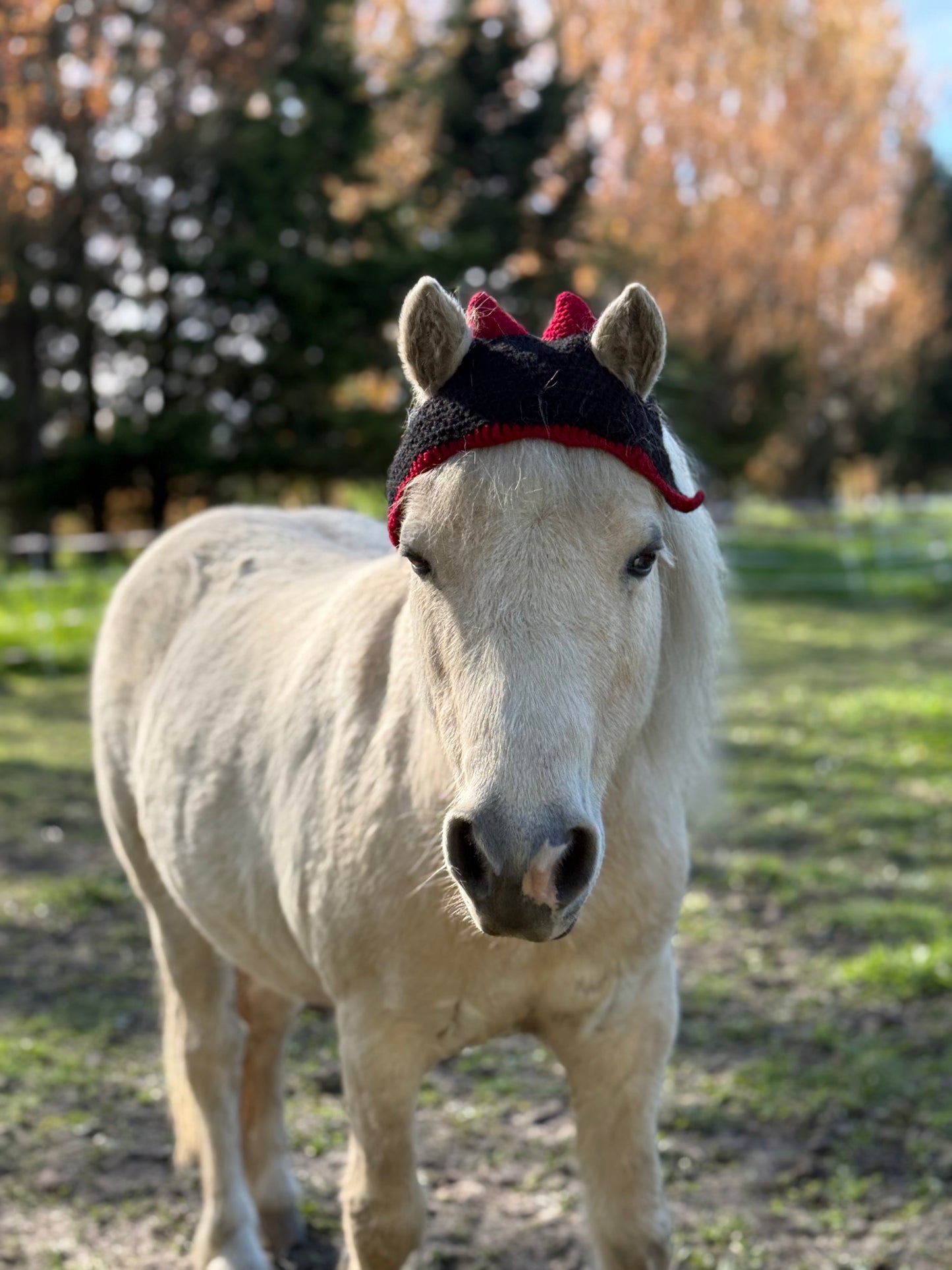 Horse Hats (yes these really are hats for horses)