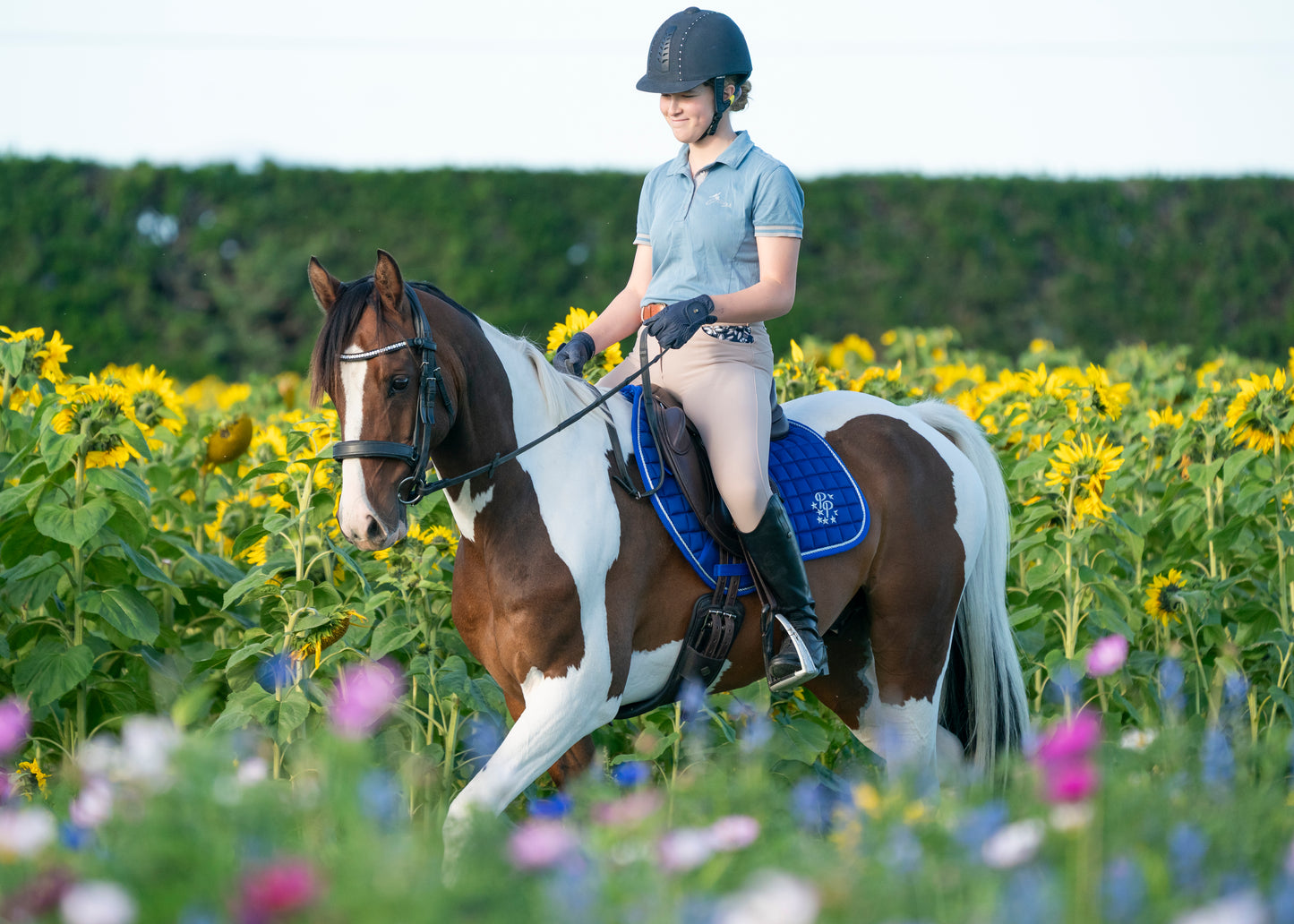 Royal Blue Saddle Pads - Jump, GP, and Dressage cuts