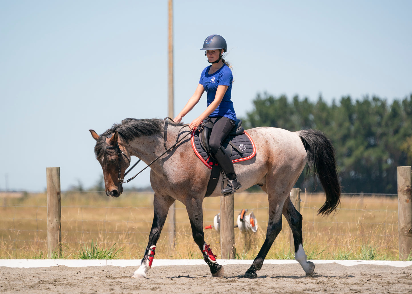 Navy/Red/White Saddle Pads - Jump, GP, and Dressage cuts