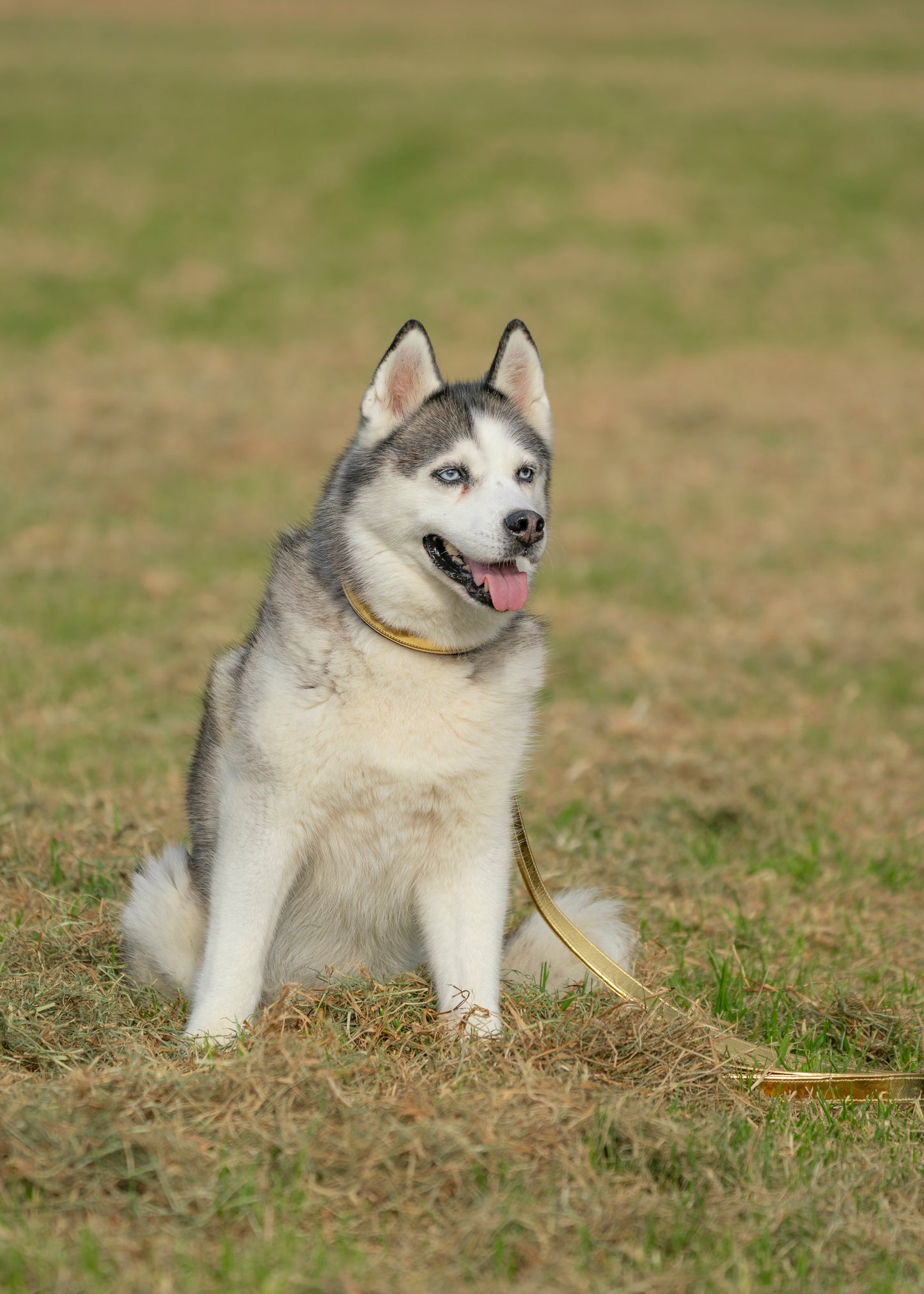 CLEARANCE Leather Padded Dog Collars