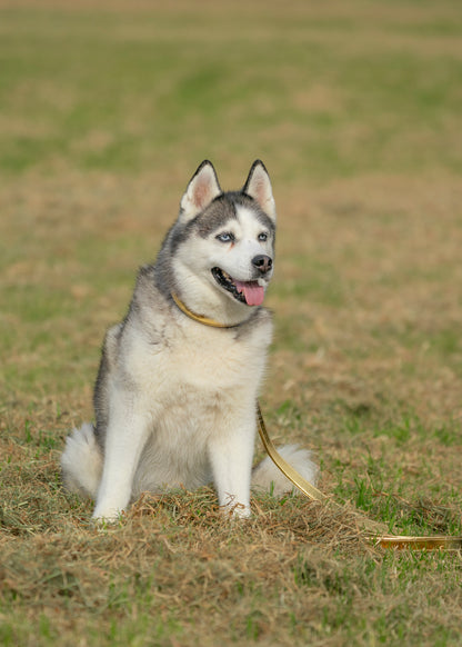 CLEARANCE Leather Padded Dog Collars