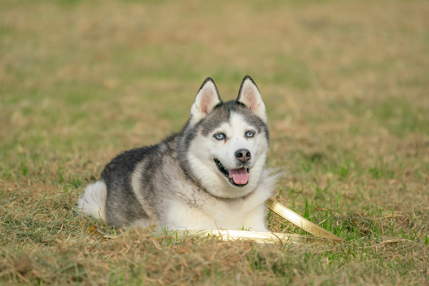 CLEARANCE Dog Leads