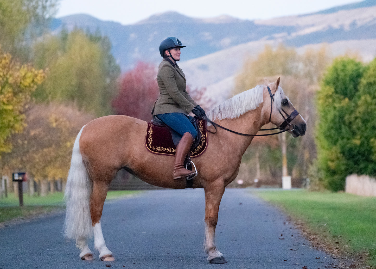 Plum Velvet Baroque Saddle Pads - GP, Jump, and Dressage Cuts