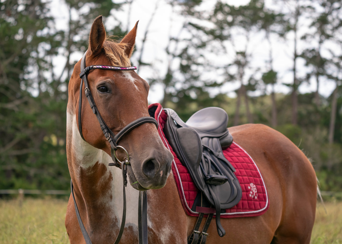 "Merlot" Burgundy Suede Dressage Pad