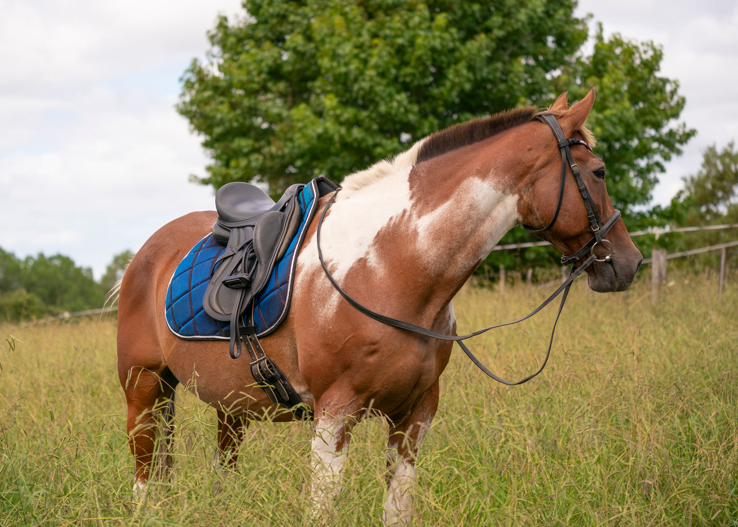 Galaxy Colour Changing Saddle Pads - Jump, GP, and Dressage cuts