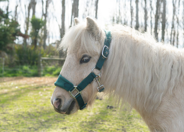 SECONDS Signature Fleece Halters