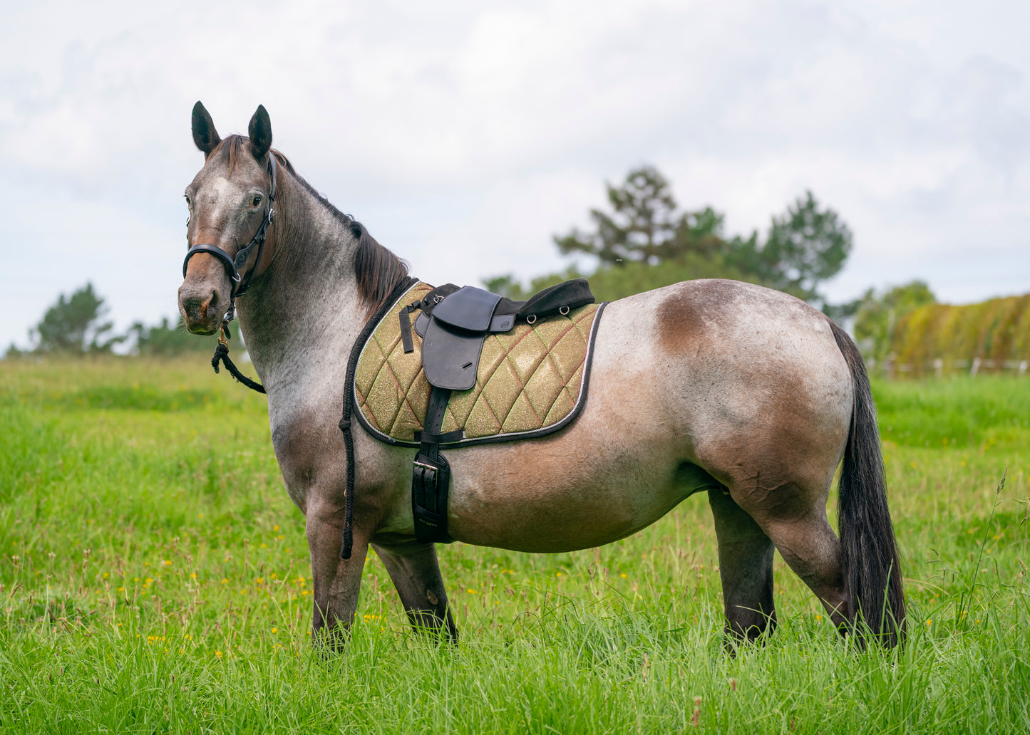 Aurora Colour Changing Saddle Pads - Jump, GP, and Dressage cuts