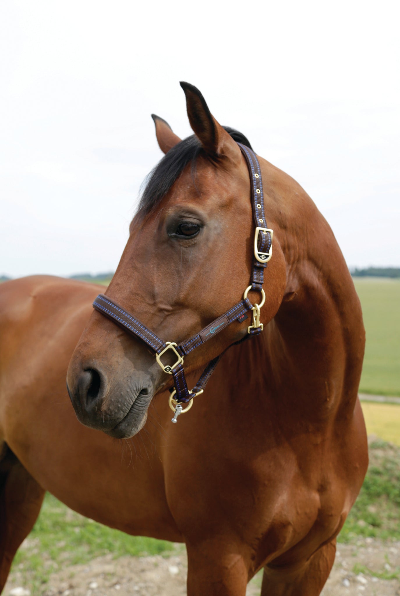 GoLeyGo Brown/Blue Halter and Lead Set