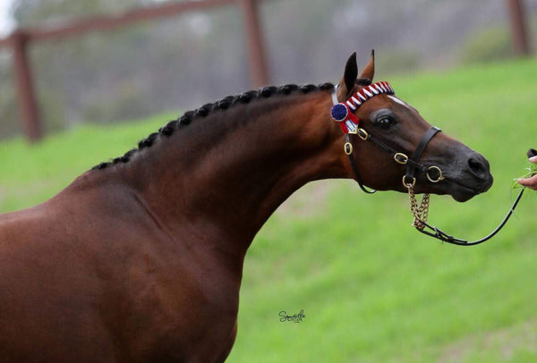 Plaiting Wax