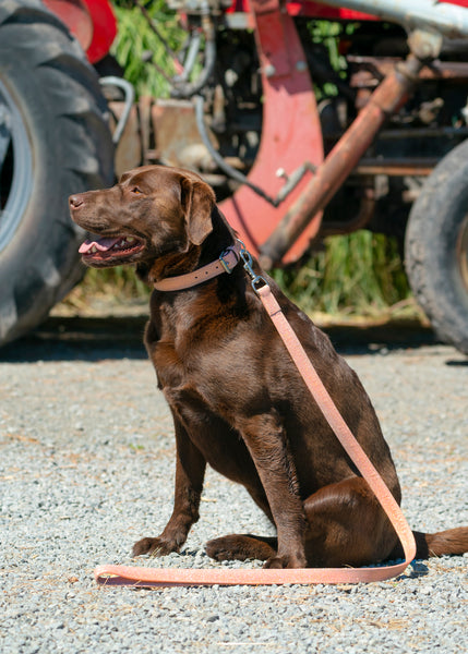 Leather Padded Dog Collars