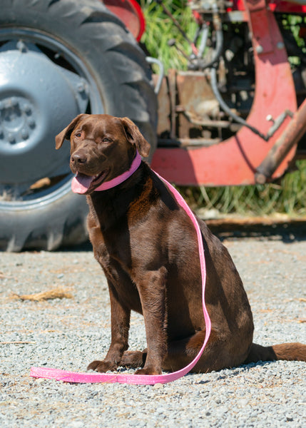 Leather Padded Dog Collars