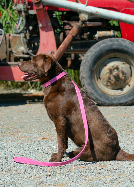 Leather Padded Dog Collars