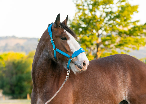 Signature Fleece Halters