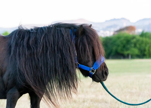 Signature Fleece Halters