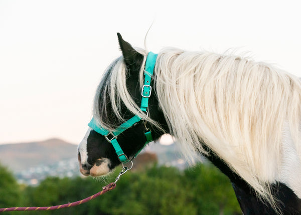 Signature Fleece Halters