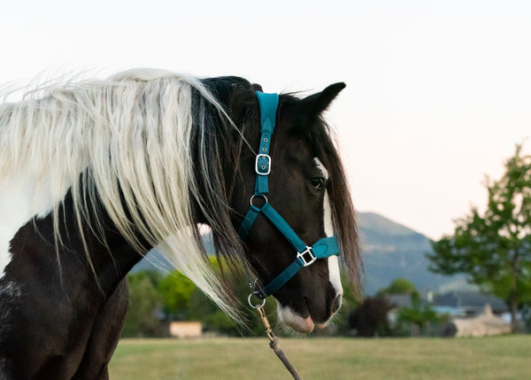 Signature Fleece Halters