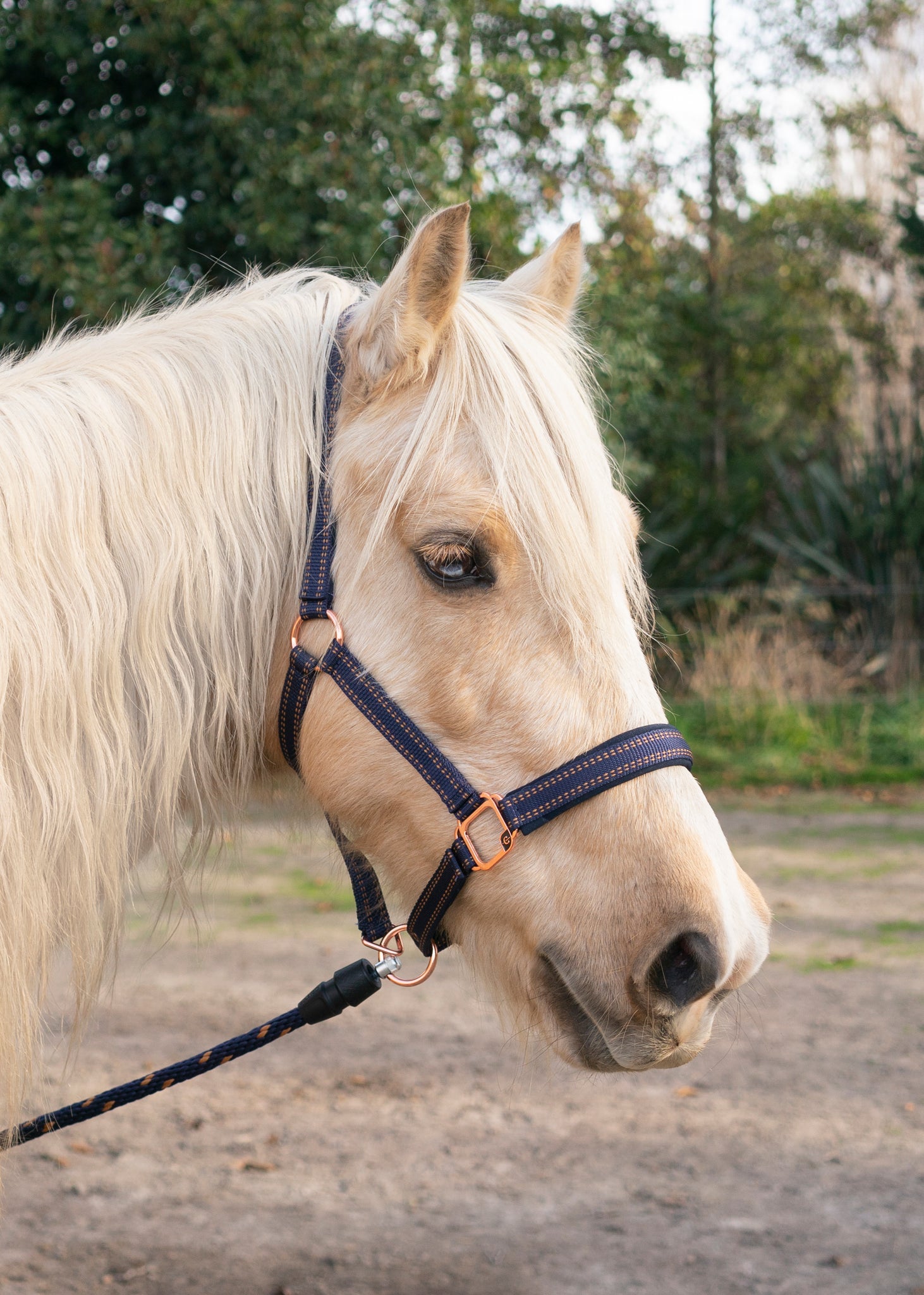 GoLeyGo Rose Gold Halter and Lead Set