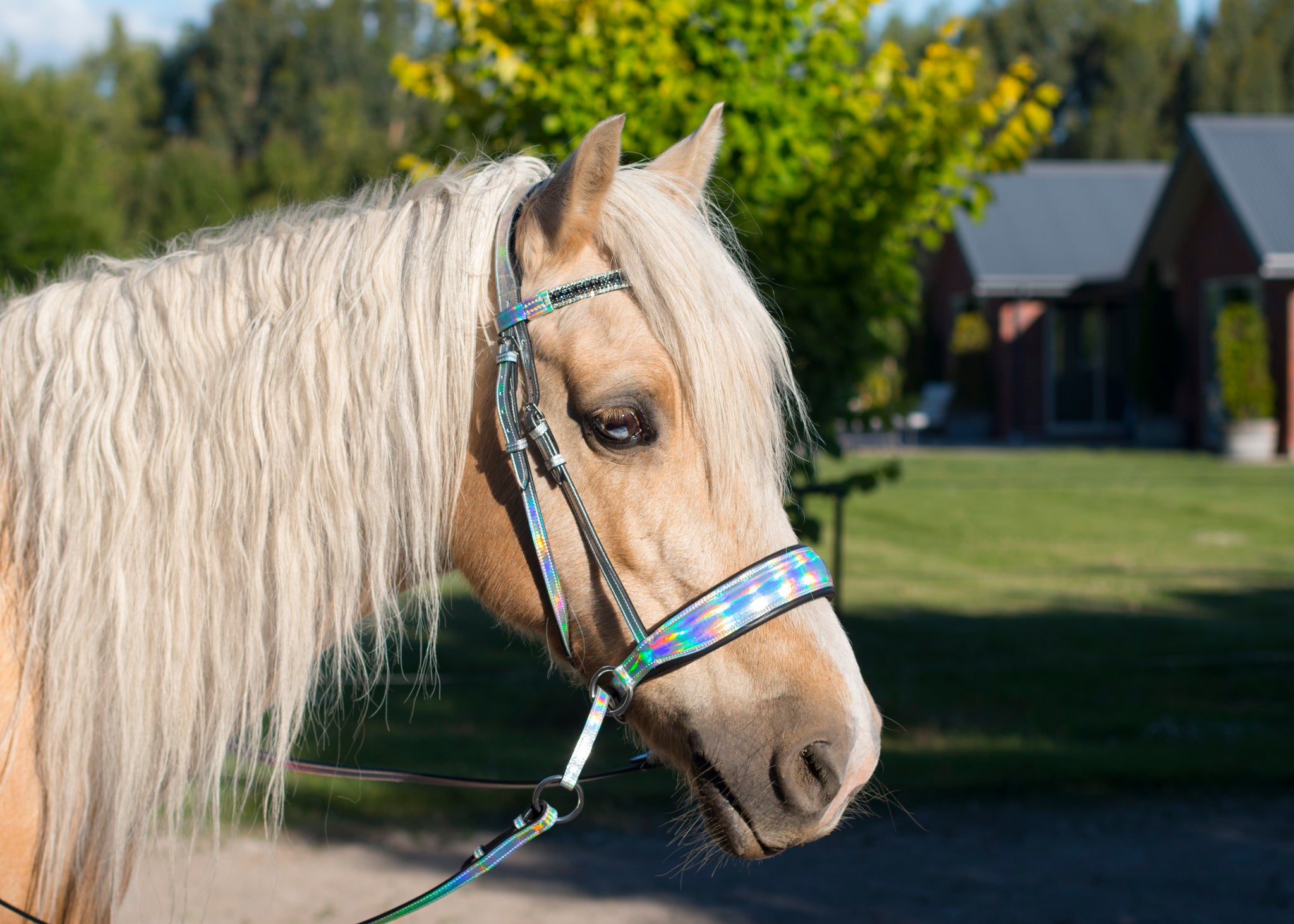 SECONDS Holo Bitless Bridle