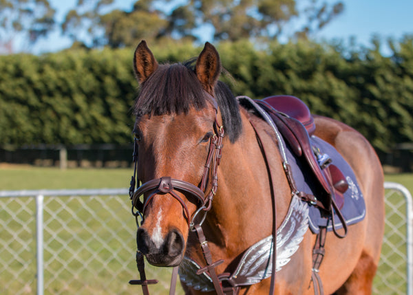 SECONDS Pegasus Breastplate