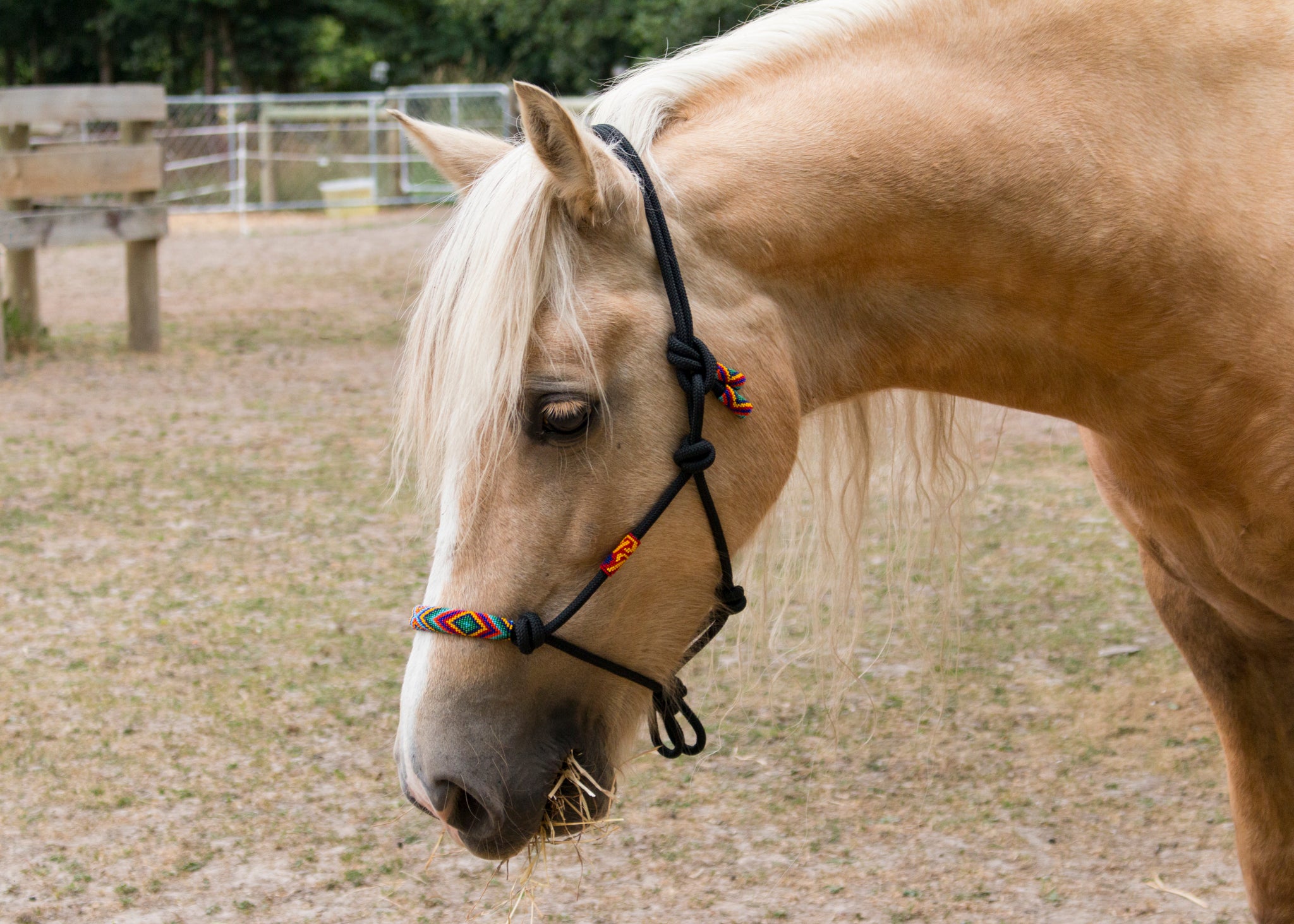 Miniature Horse Products – Punk Ponies